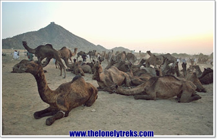 Read more about the article At the Pushkar Camel Fair
